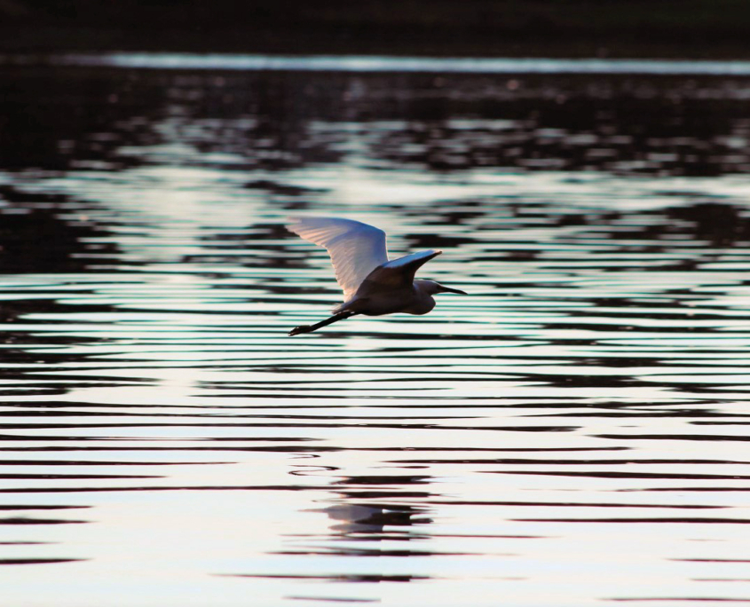 IMG_2575b vogel am wasser